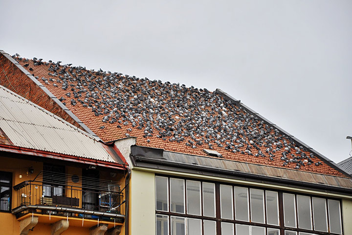 A2B Pest Control are able to install spikes to deter birds from roofs in Ladbroke Grove. 
