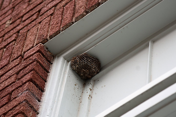 We provide a wasp nest removal service for domestic and commercial properties in Ladbroke Grove.